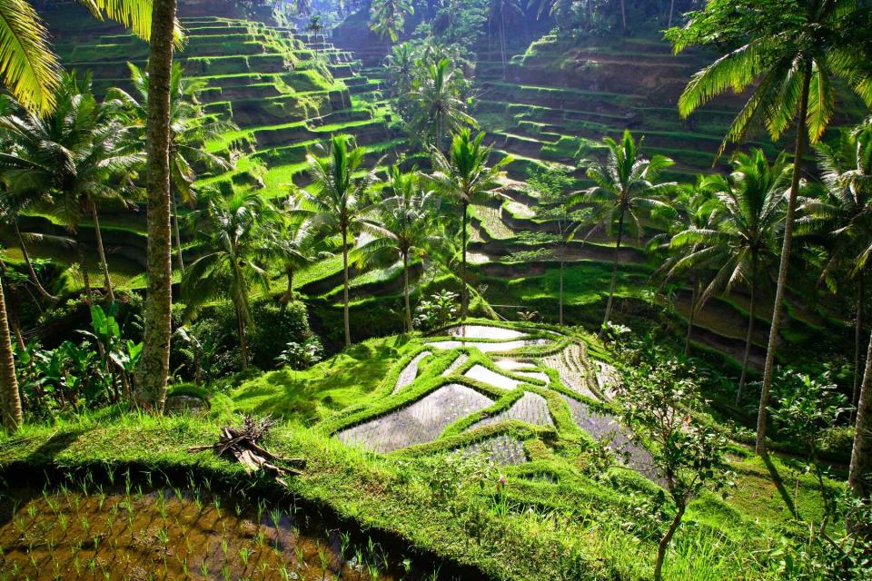 Ubud, Bali