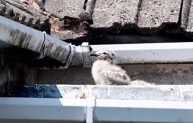 One of the two chicks (SWNS)