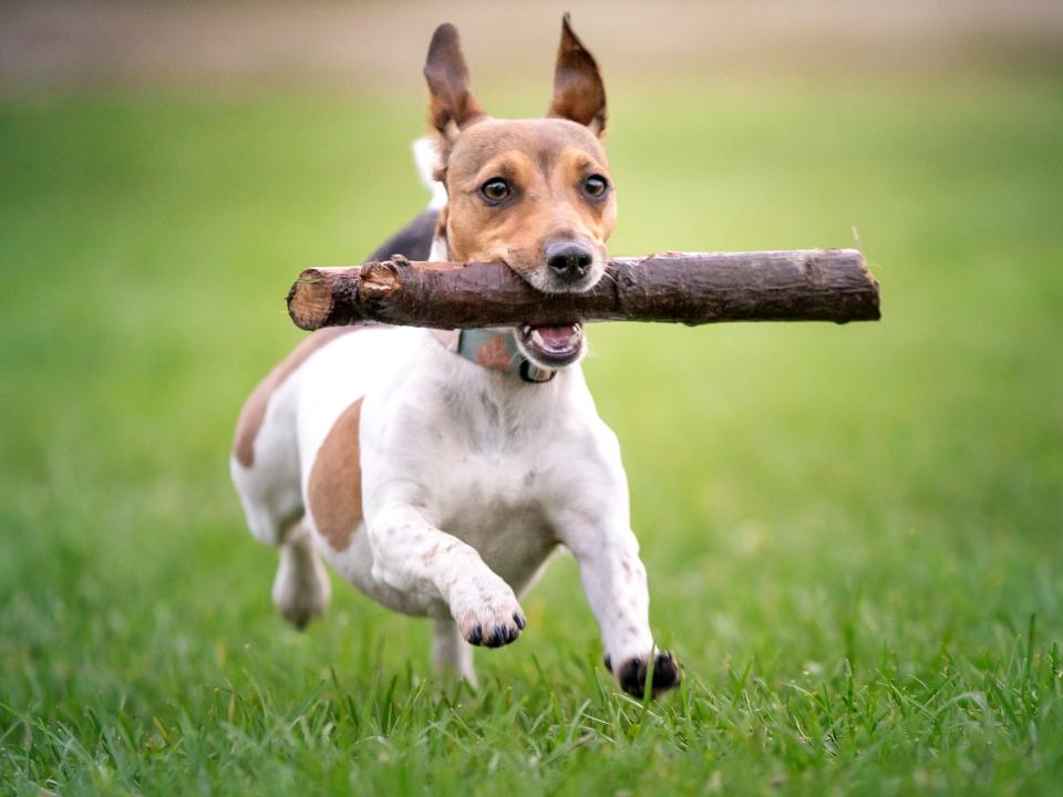 A jack russell terrier dog retrieves a stick. The doggy is running on the green grass.