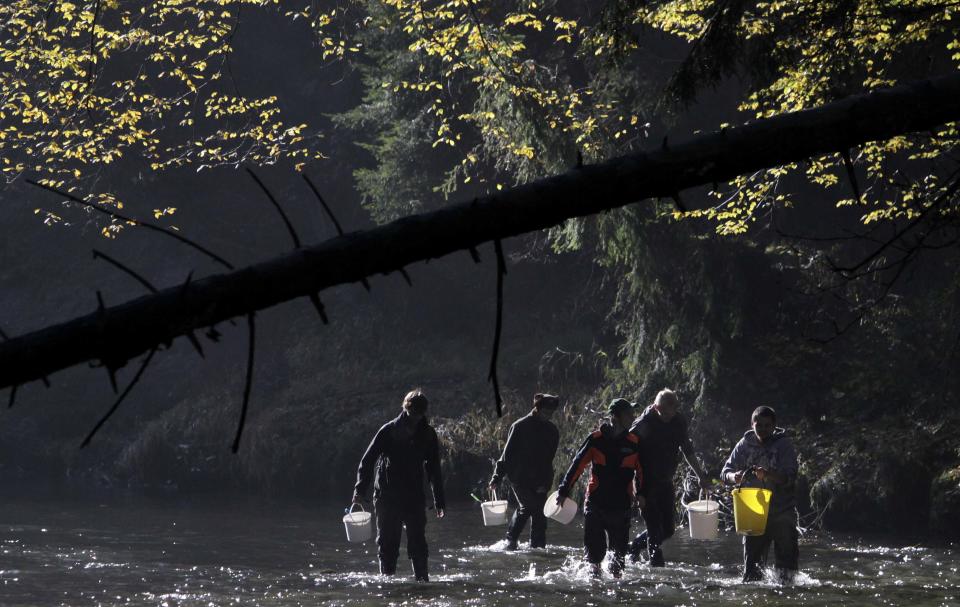 Volunteers carrying buckets containing salmon fry walk through the Kamenice river near the village of Jetrichovice