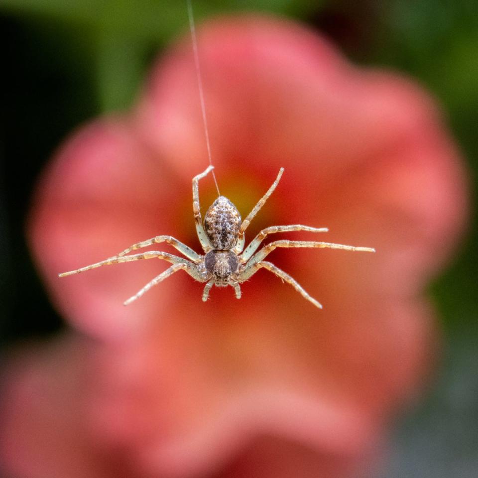 Cheeky photo bomber, UK (WharfedaleBex/Blipfoto)