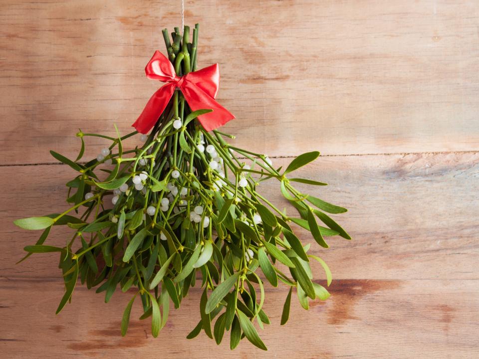 mistletoe