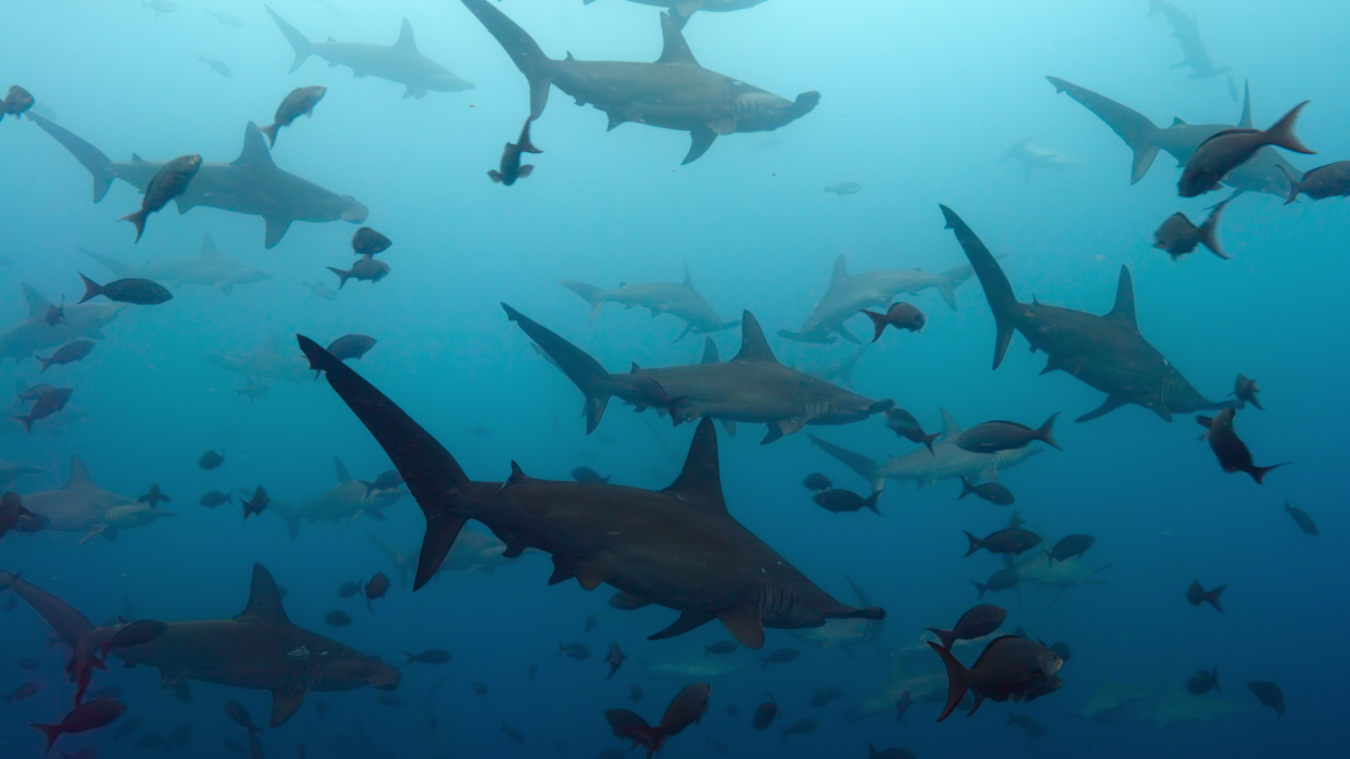  Hammerhead sharks gather in waters off Cocos Island. 