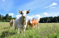 <p>Beim Kauf sollte man auf Bio-Siegel achten, die eine artgerechte Haltung von Kühen auf Wiesen, ohne Antibiotika, Kunstdünger und Pestiziden versichern. Mit der Entscheidung für Bio-Milch unterstützt man so nicht nur die eigene Gesundheit, sondern schont damit auch die Umwelt und ihre Ressourcen. Doch welche wichtigen Nährstoffe liefert Milch für den menschlichen Körper? (Bild: iStock / Fotofreak75)</p> 