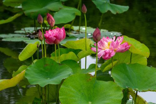 Sacred lotus ‘Momo Botan’ (Nelumbo nucifera ‘Momo Botan’ )