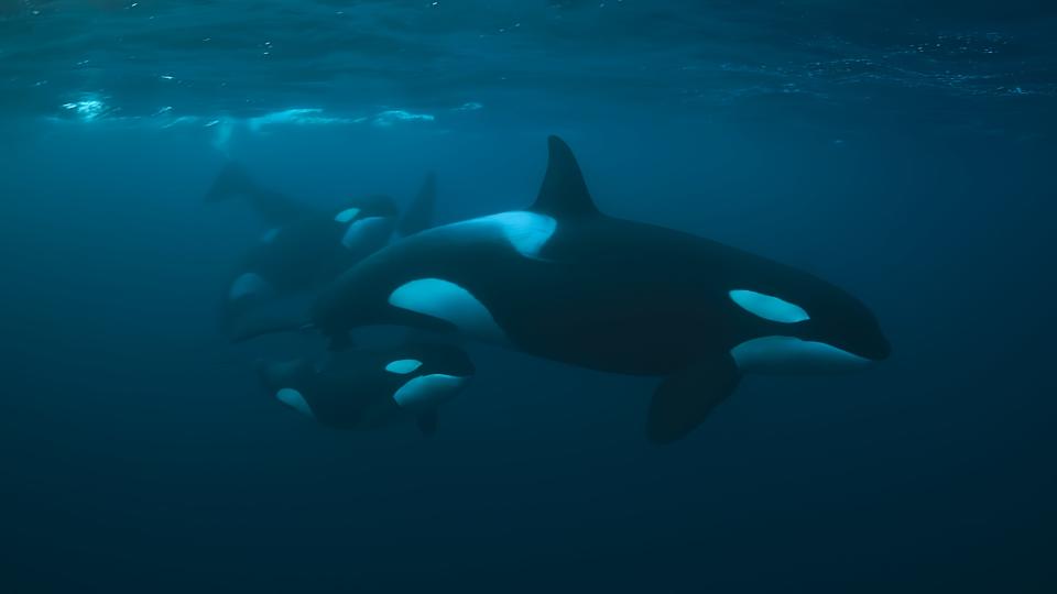 A matriarch orca leads her pod underwater.