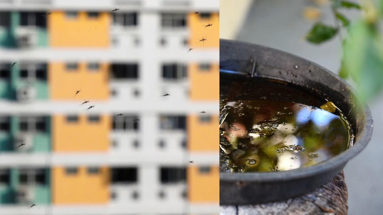 Singapore records seven deaths and over 5,000 dengue cases in just the first quarter of 2024