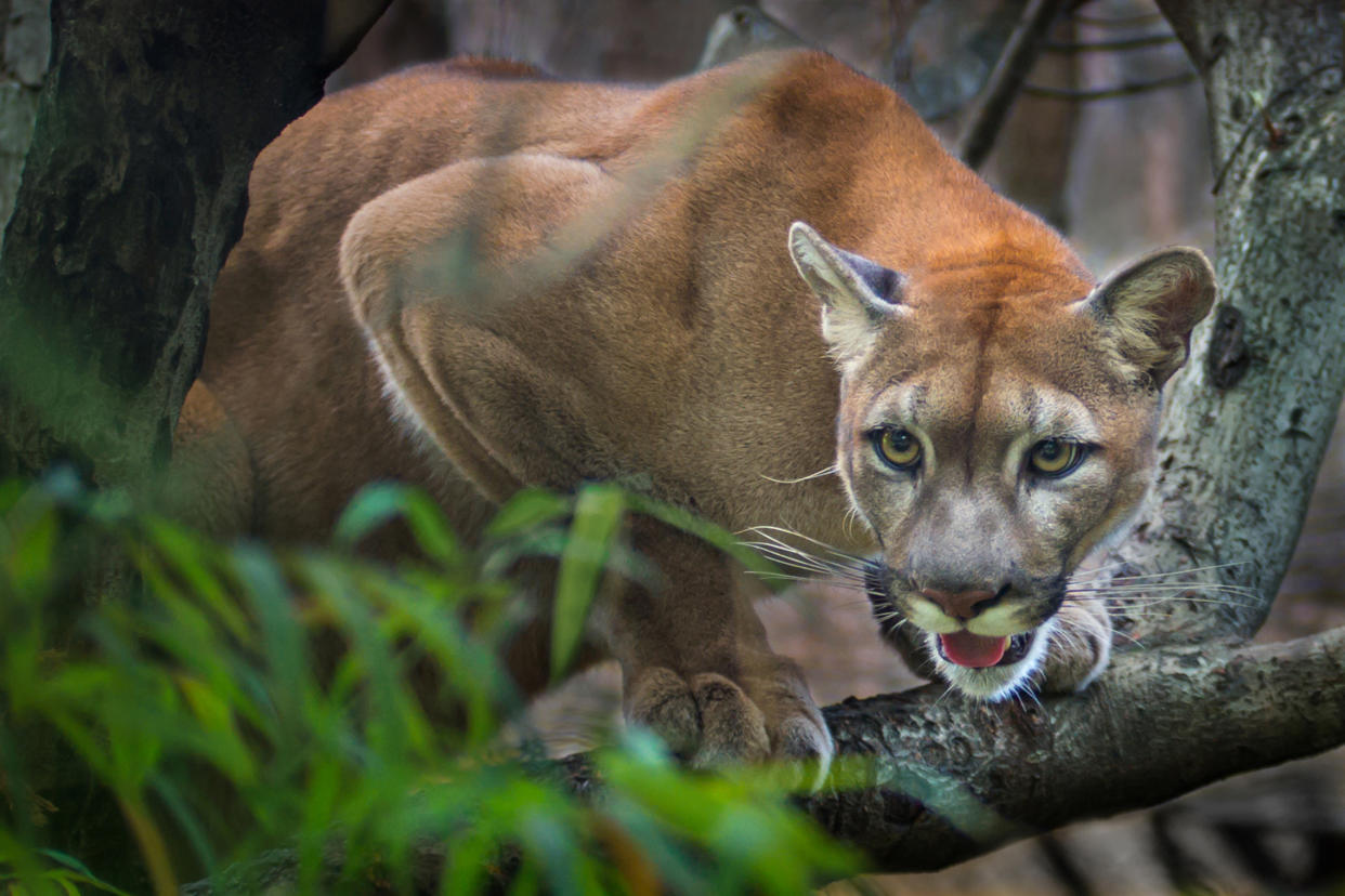 Mountain lion; puma prey on the staring twigs of the forest.