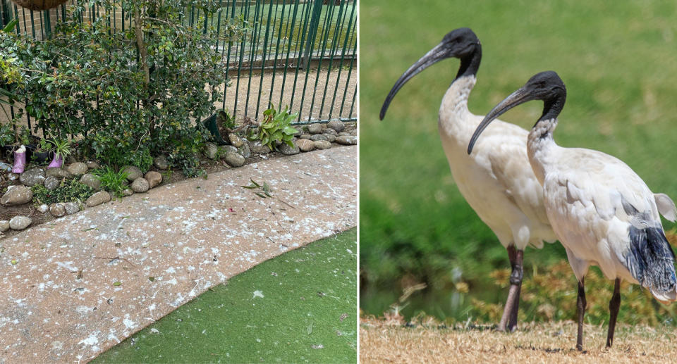 Ibis droppings on footpath (left) Two ibis birds (right)