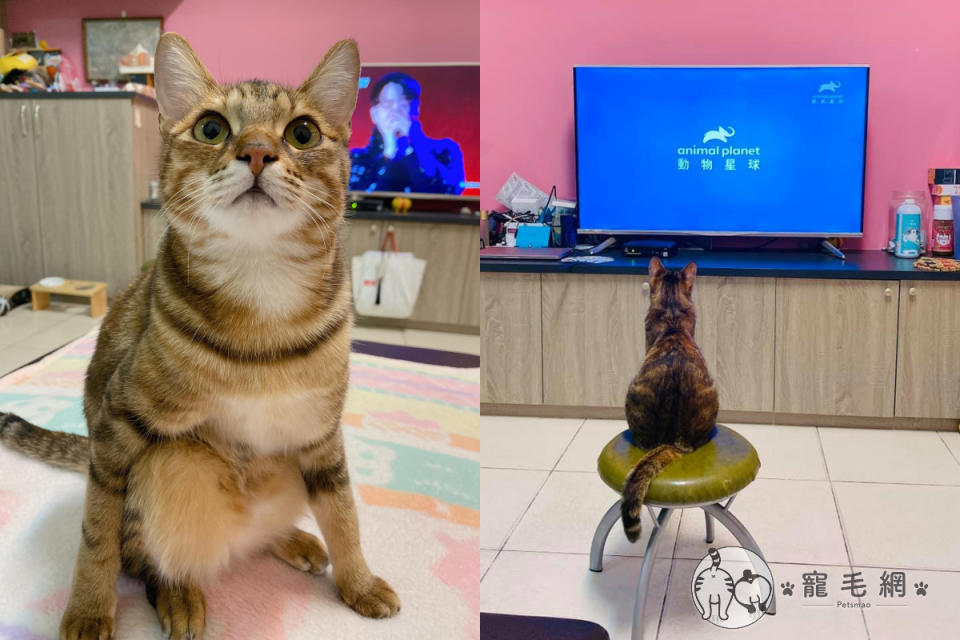 <p>媽媽擔心貓咪坐地上看電視會斜視，搬來椅子後貓立刻坐上去！（圖／Facebook＠ 徐瑜瑄）</p>
