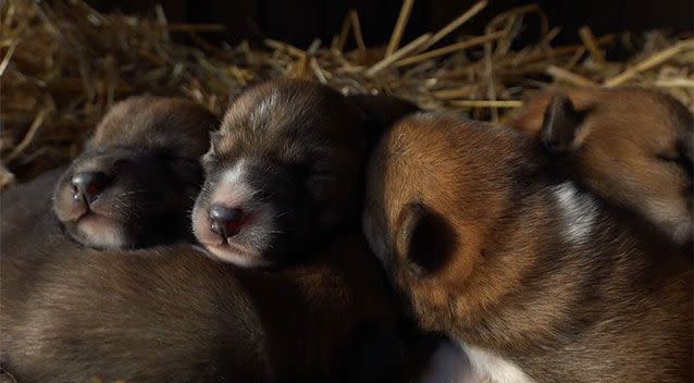 The little ones having a rest.Photo: The Australian Reptile Park