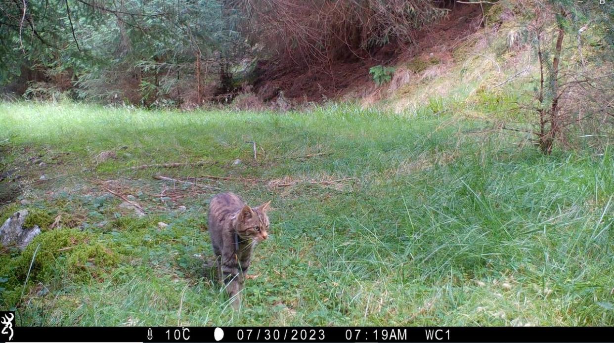 Released wildcat