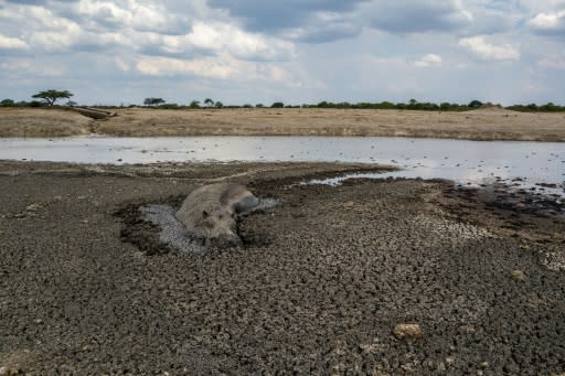 In this file photo taken on November 12, 2019 a hippo is stuck in the mud at a drying watering hole in the Hwange National Park, in Zimbabwe