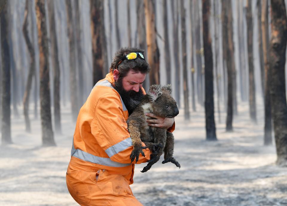 Adelaide wildlife rescuer Simon Adamczyk is seen with a koala rescued at a burning forest near Cape Borda on Kangaroo Island.JPG