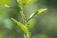 <p>Sogar im Garten findet sich Verwendung für die Alleskönner-Seife: Mit einer Mischung aus Kernseife und Wasser lässt sich Blattläusen zu Leibe rücken, indem man die Blätter damit bestreicht oder besprüht (in diesem Fall in etwas geringerer Konzentration). (Bild: iStock/Chiyacat)</p> 