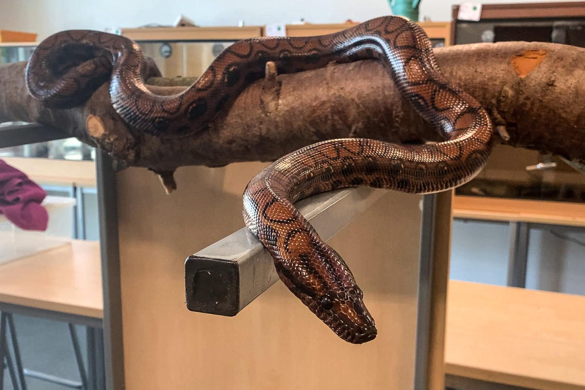 Boa constrictor gives birth to 14 baby snakes after living alone for almost a decade