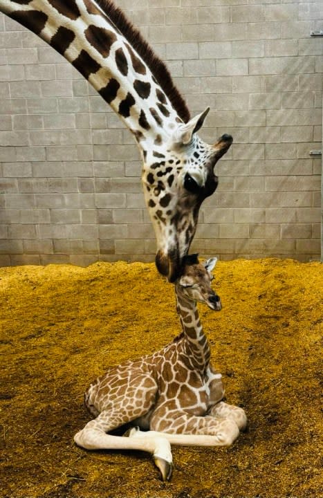OKC Zoo female giraffe calf born Oct 10 2023