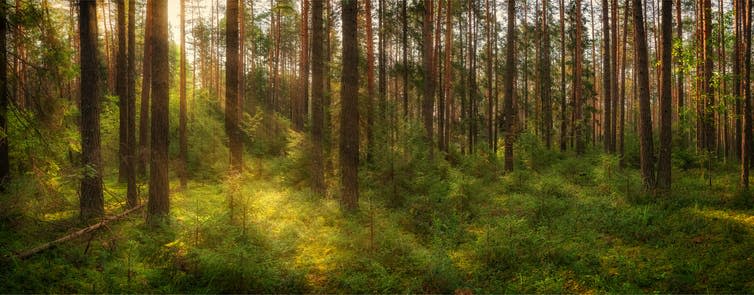 Sun shines through a dense forest