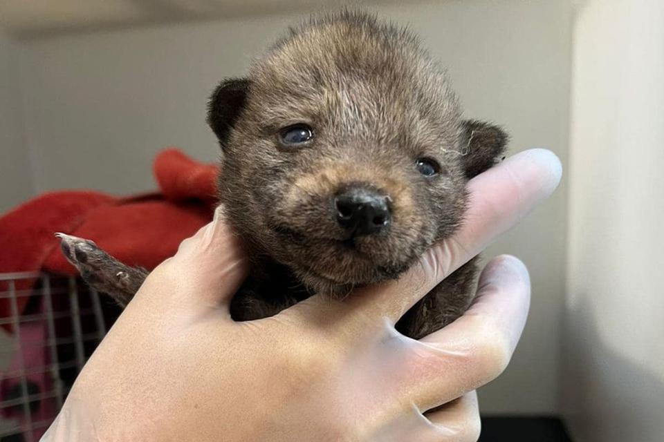 <p>San Diego Humane Society/Facebook</p> One of the young coyote pups brought into the San Diego Humane Society