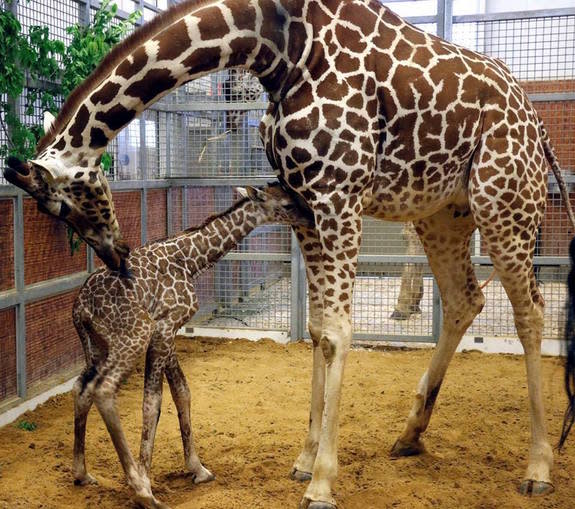 The new baby giraffe gets some TLC from her mom, a giraffe named Katie.