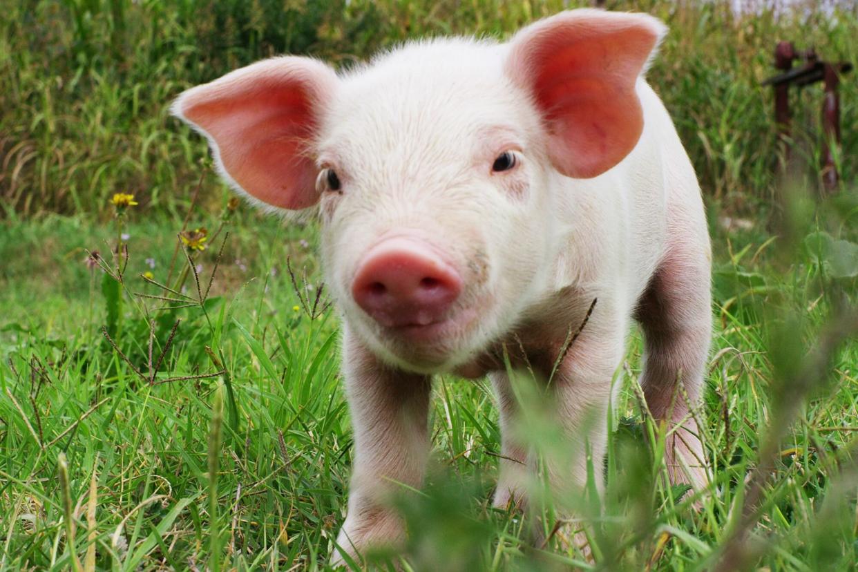 Piglet in the grass