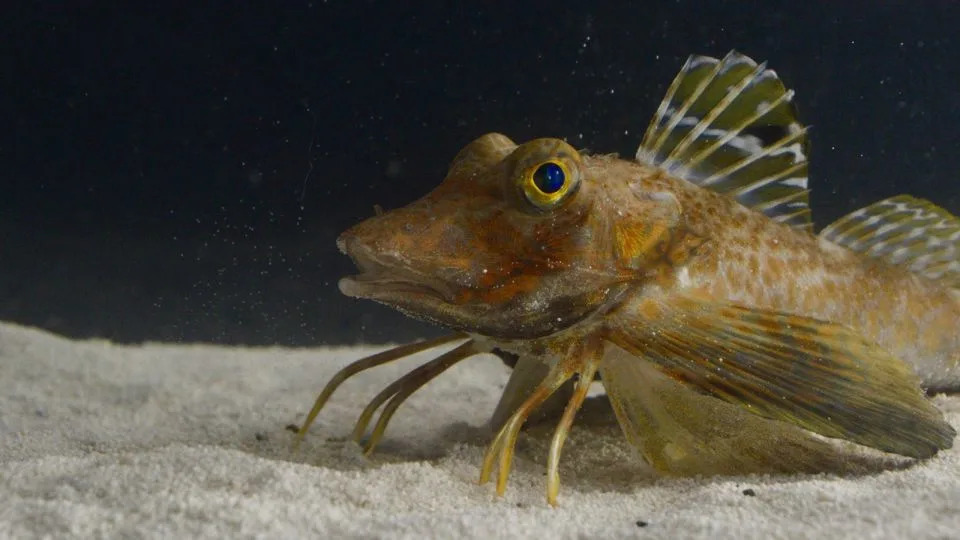 A species of sea robin called Prionotus carolinus studied by researchers used their leglike appendages for walking, digging and sensing the seafloor. - Anik Grearson