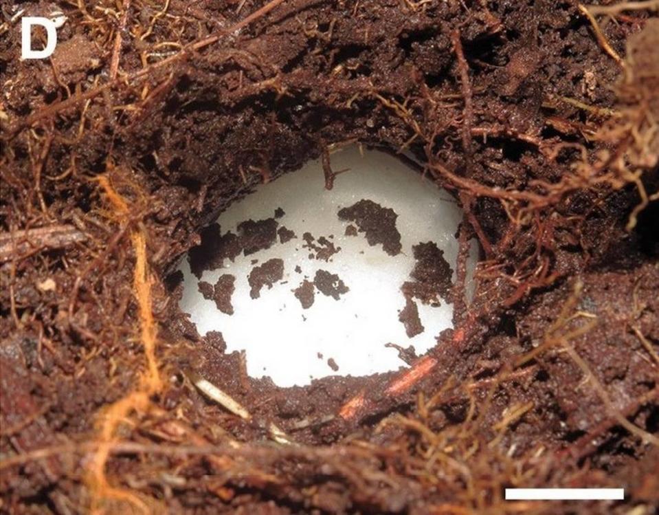 The exposed nest of an Adenomera albarena, or white-sand terrestrial foam-nesting frog.