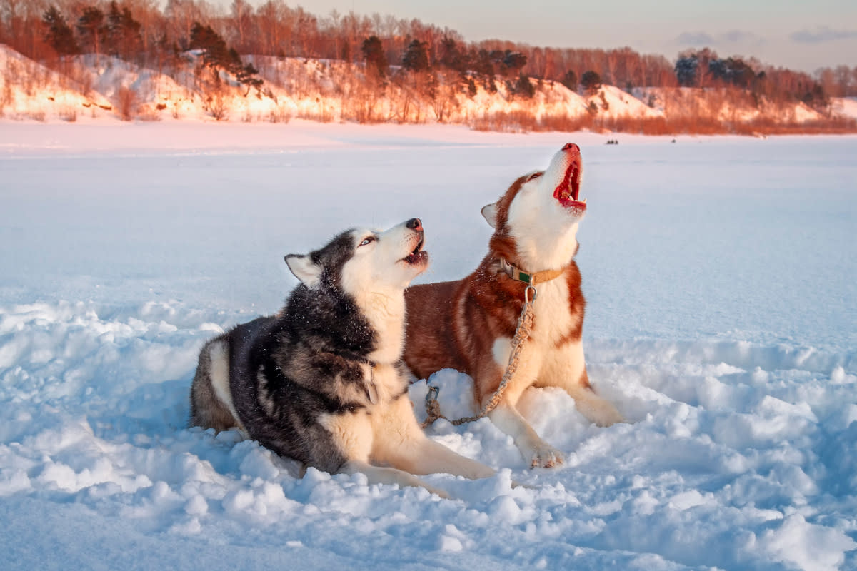 A pair of huskies howling in the snow<p>Konstantin Zaykov via Shutterstock</p>