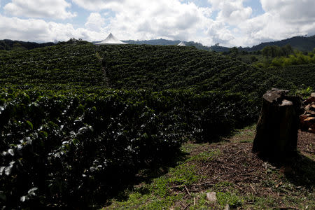 General view of a coffee plantation in Chinchina, Colombia November 22, 2018. REUTERS/Luisa Gonzalez