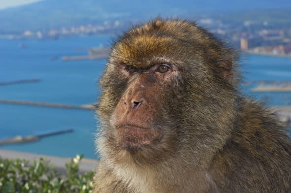 British tourist needed 40 stitches after Gibraltar ape attack