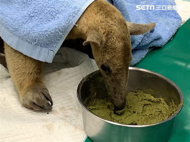 保育員將水果、蔬菜及食蟲目飼料打成泥的人工食糧送至檢疫舍讓「小紅」享用。（圖／台北動物園提供）