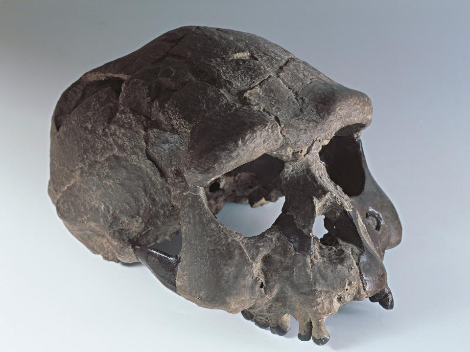 Homo erectus skull