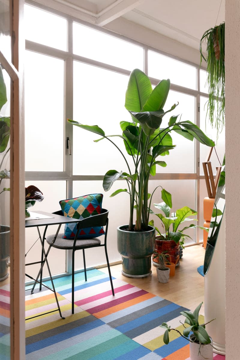 Potted plants sit on floor with colorful rug in front of frosted windows.