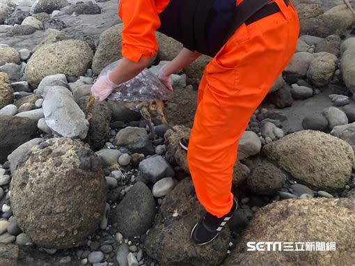 岸巡人員就地掩埋死亡綠蠵龜。（圖／海巡署東部分署第一三岸巡隊提供）