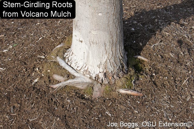 Applying mulch too deeply can cause roots to grow above ground and strangle a tree.