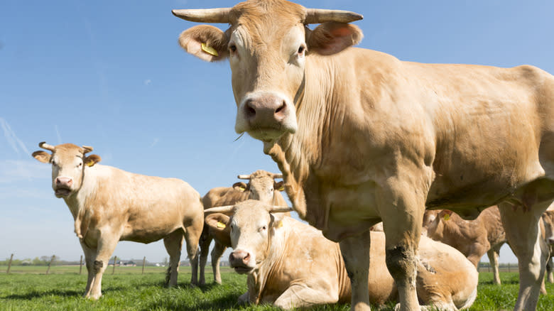 Blonde d'Aquitaine cattle on grass