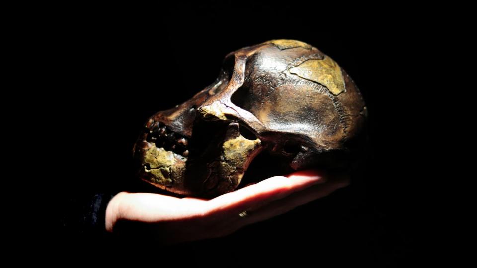 model of human ancestor skull australopithecus afarensis on a hand