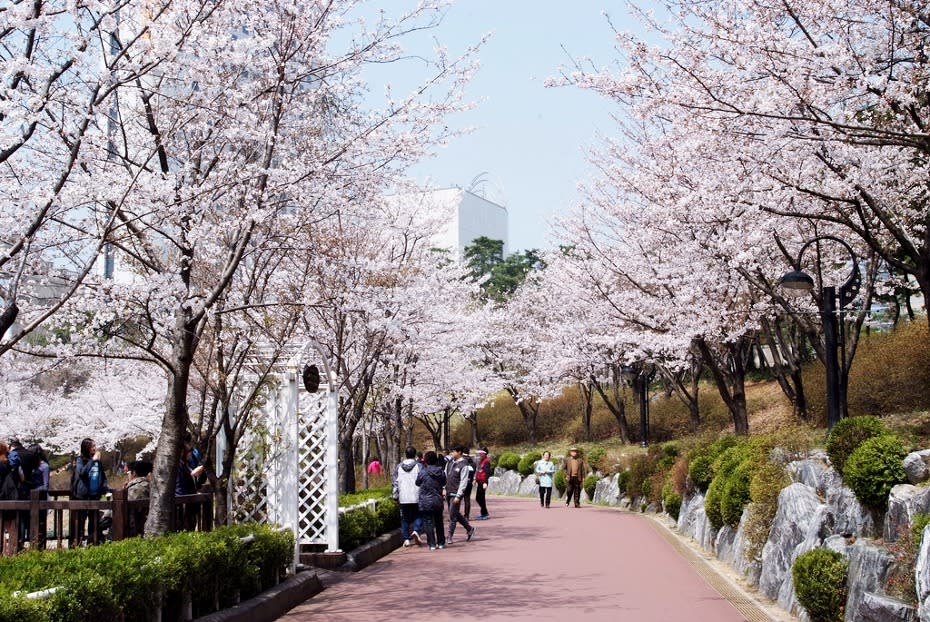 成排的櫻花盛開令人讚嘆。（圖片來源／idomin）