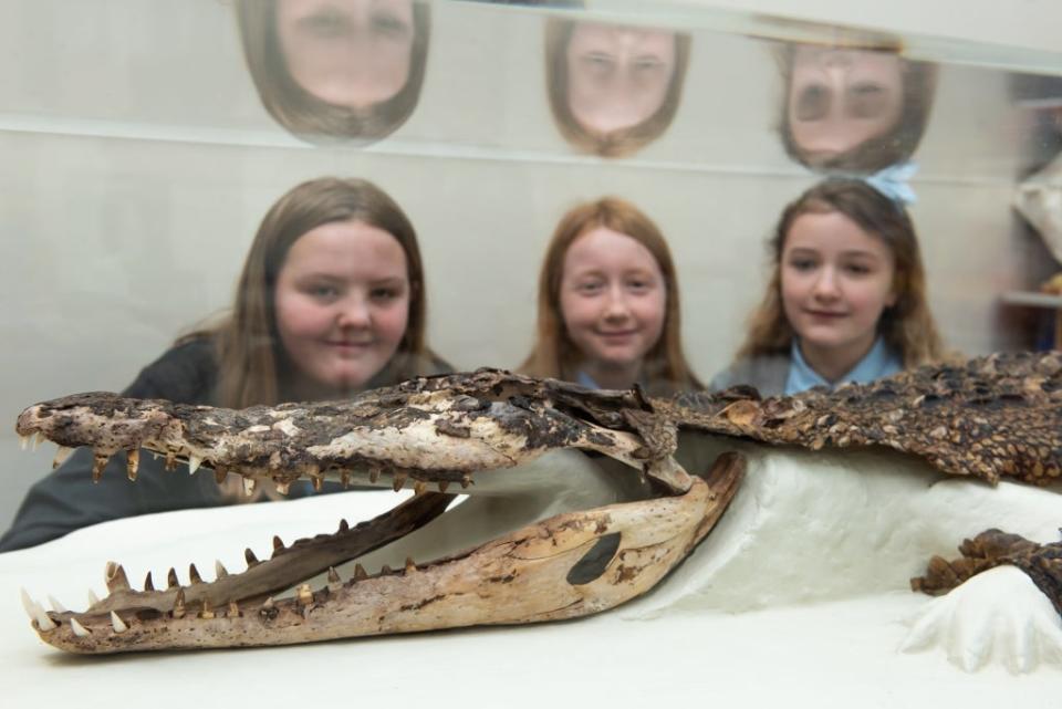 An inspection of the crocodile’s bones by Pure Conservation dates it back to before the 1900s. (Rhondda Cynon Taf Council)