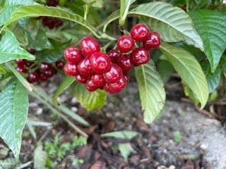 The beautiful berries of wild coffee (Psychotria nervosa), which makes a great native hedge plant for sun or shade.