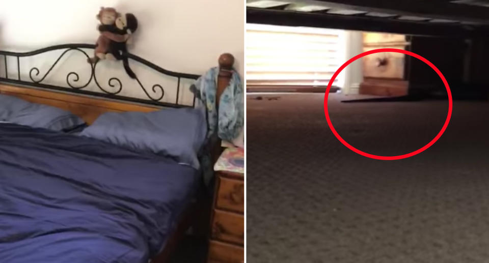 Pictured is the couple's bed (left) and the snake's tail underneath it (right). 