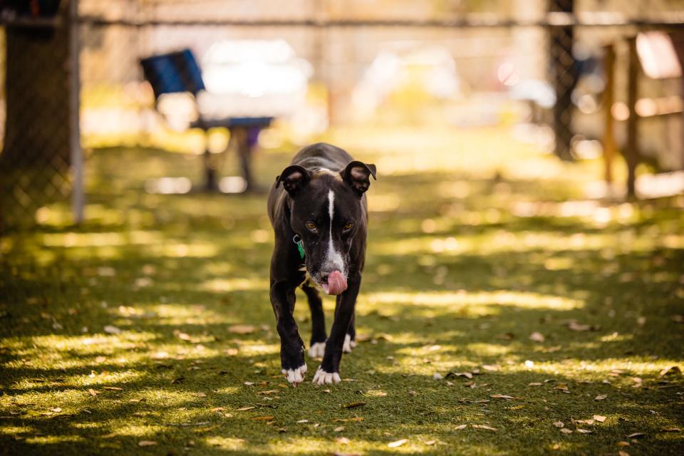 Orange County Animal Services said it is reducing its adoption fees to $10 for the next week as it deals with an increase in the number of animals being surrendered.