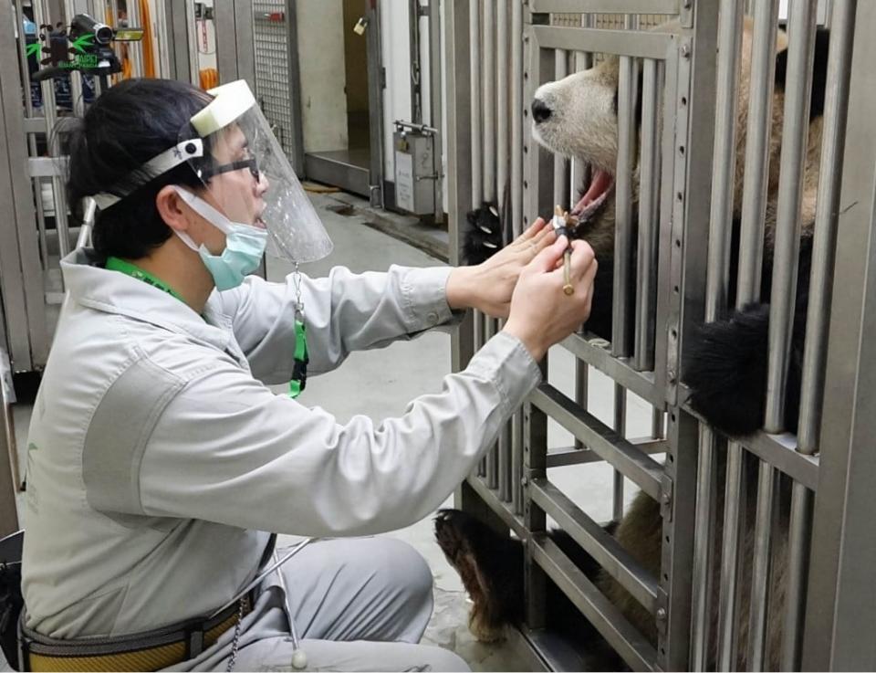 動物園封園大貓熊「筍照吃、覺照睡」！團團見保育員戴面罩看傻眼