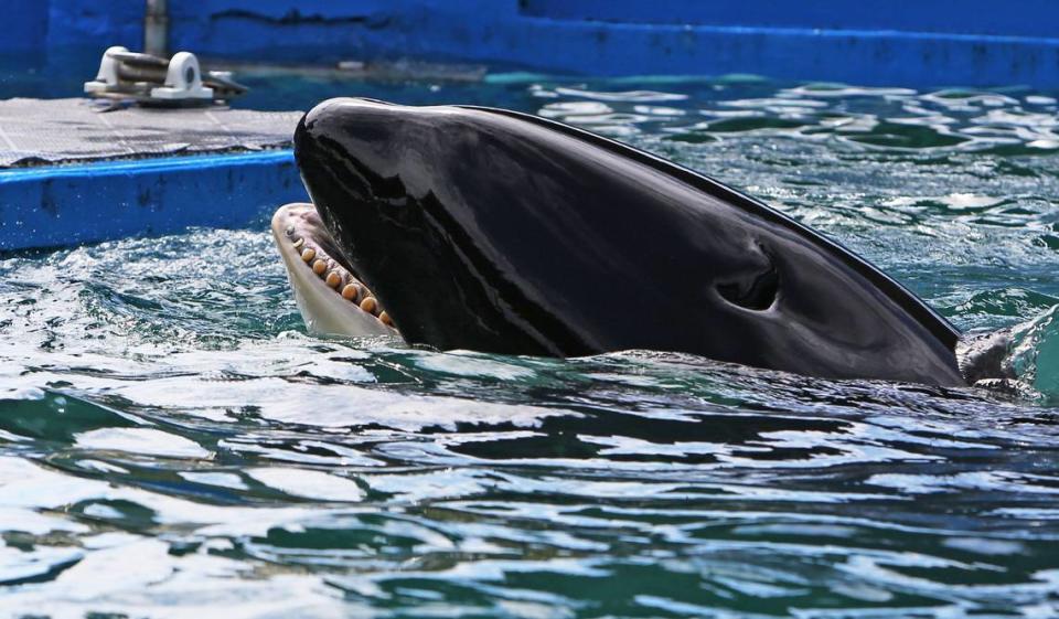 Lolita, Miami Seaquarium’s orca, swims in her tank Wednesday morning, Sept. 12, 2018, during play time with her trainers. American Humane, the country’s first national humane organization and the world’s largest certifier of animal welfare and well-being, was on hand at the Miami Seaquarium to announce a certification earned by the Miami Seaquarium. American Humane says that the park passed rigorous and lengthy third-party audits to join fewer than two dozen institutions in the United States in earning the certification.