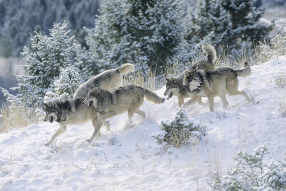Gray wolf (Canis lupus) pack in the Rocky Mountains of Montana. Captive animal.