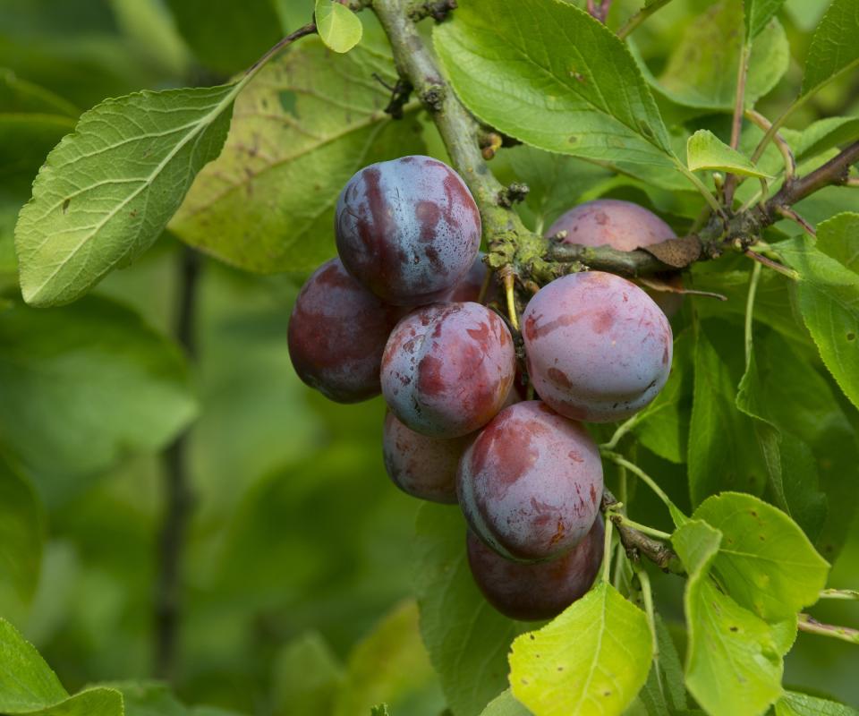 Plums fruiting on a plum tree