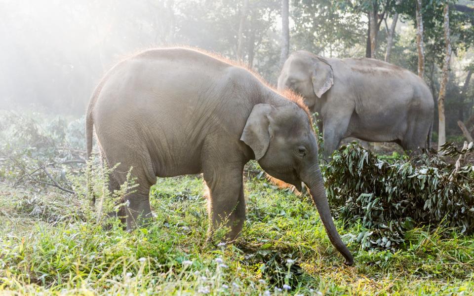 Elephants, Chitwan National Park, Nepal 