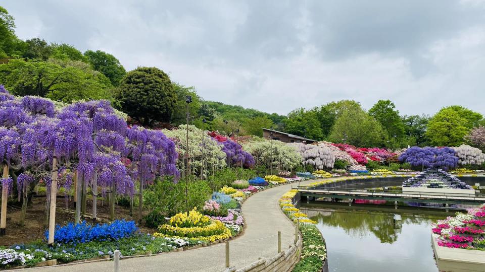 日本旅遊｜5大紫藤名所推介！足利花卉公園/白毫寺/世羅藤園/河內藤園紫藤園｜附祭典+點燈日期