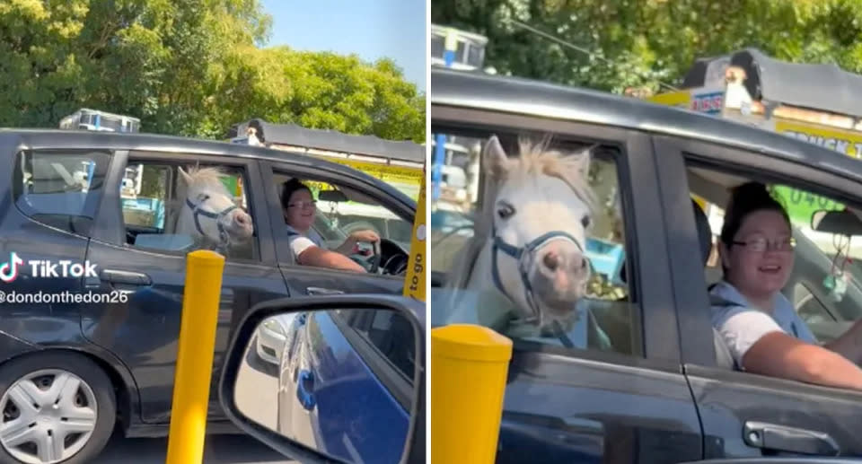 Eine Frau in Neusüdwales entdeckte auf dem Rücksitz eines Autos an einem Mäckes Drive-In ein Pferd. (Screenshot: TikTok)