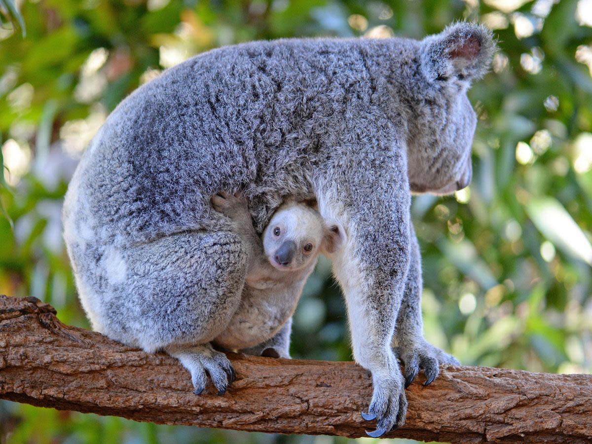 The rare white koala joey is not an albino: Australia Zoo/Tourism Australia